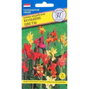 Канна индийская большие цветы