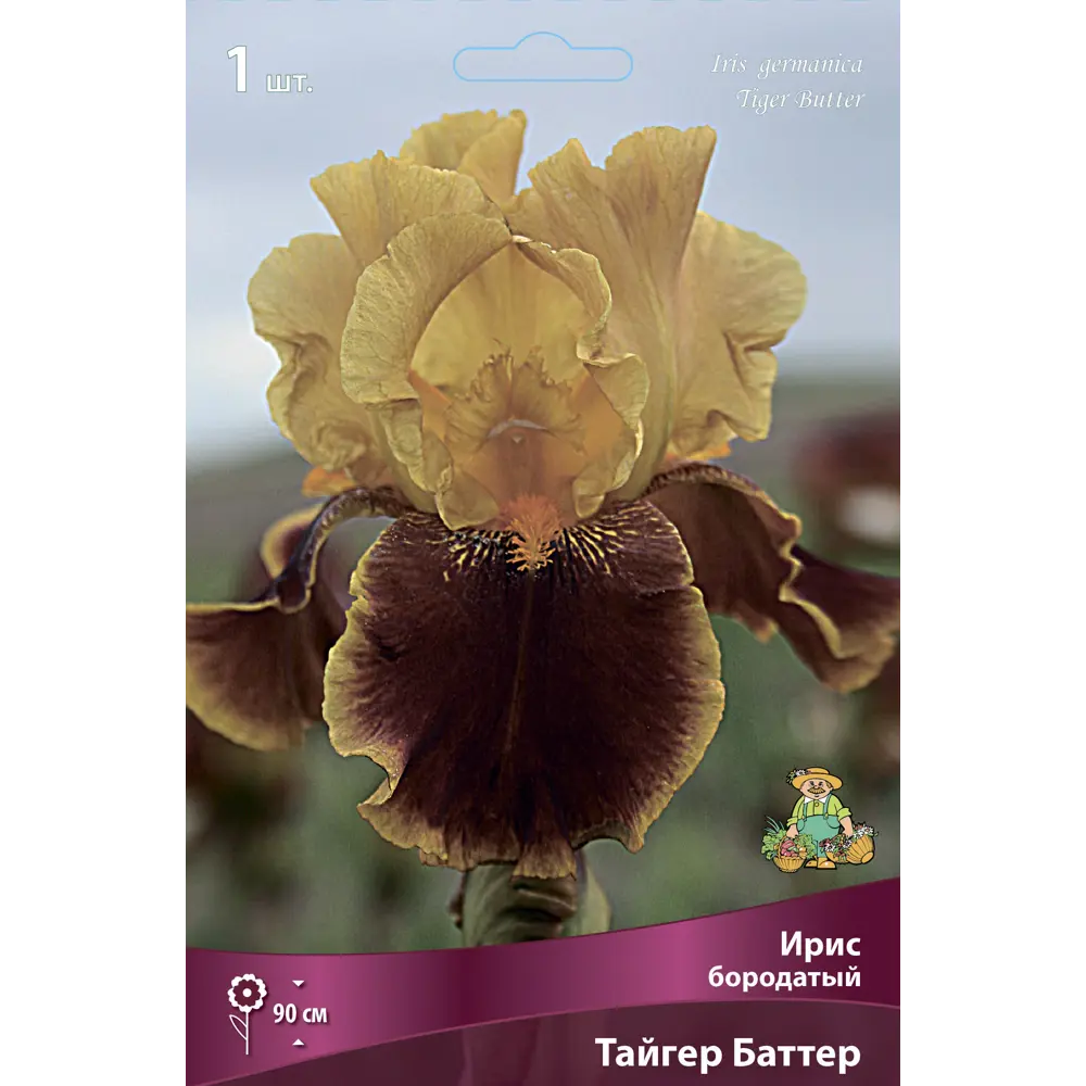 Ирис бородатый Тайгер Баттер ПОИСК STLM-2138768