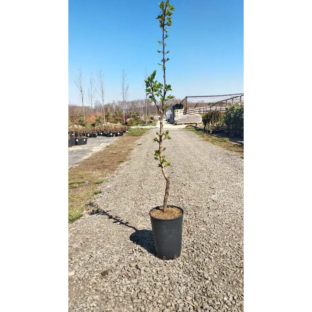 Абрикос «Погремок», 2 года PLANTMARKET STLM-2190801