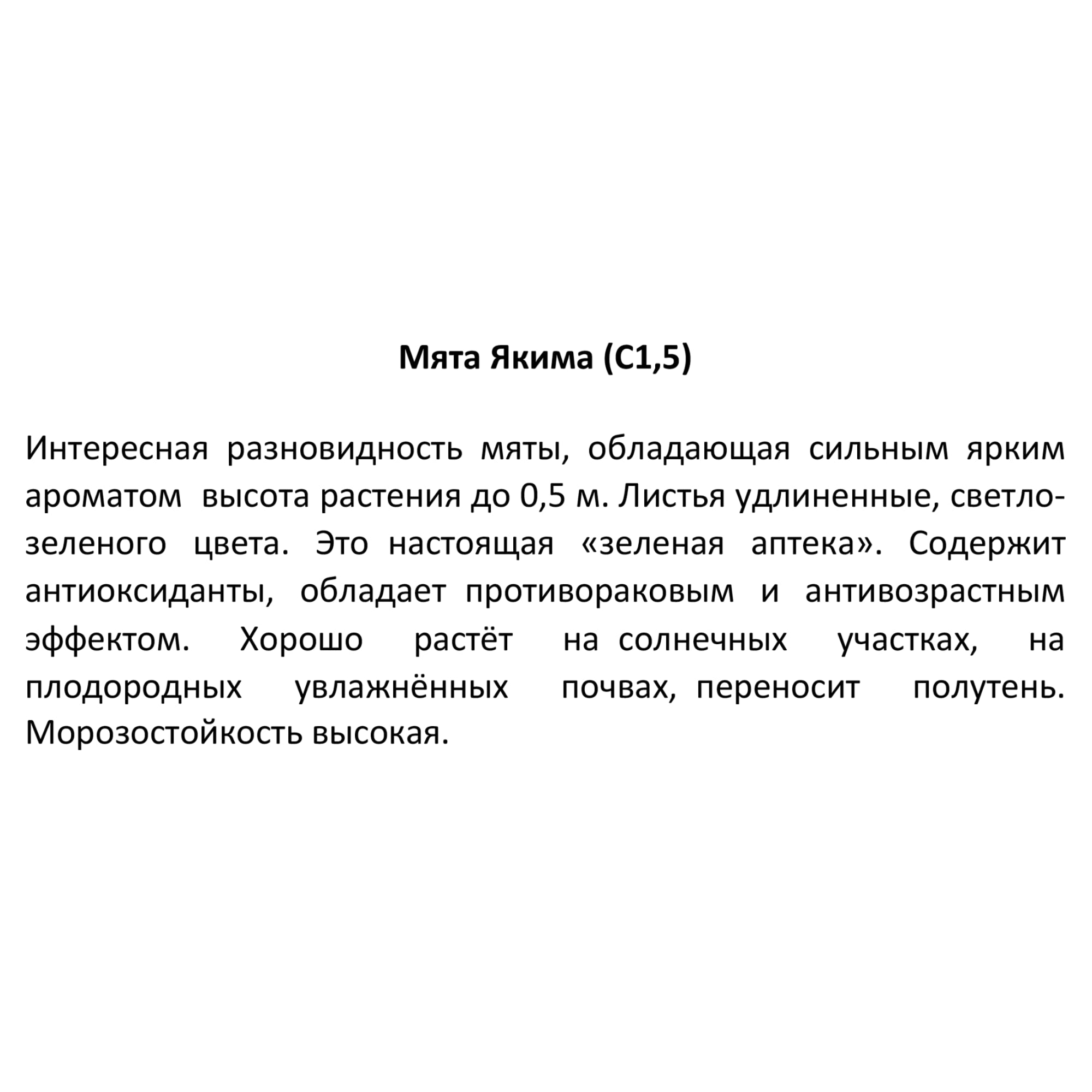 85326943 Мята Якима ø15 h20 см Santreyd  - Вид №2