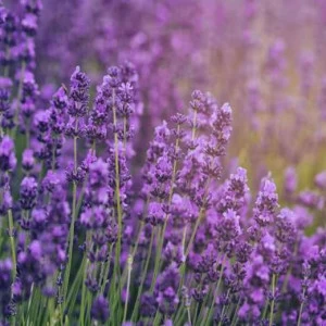 WP01601 Фотообои Verol Фотообои decoline 1х1 м