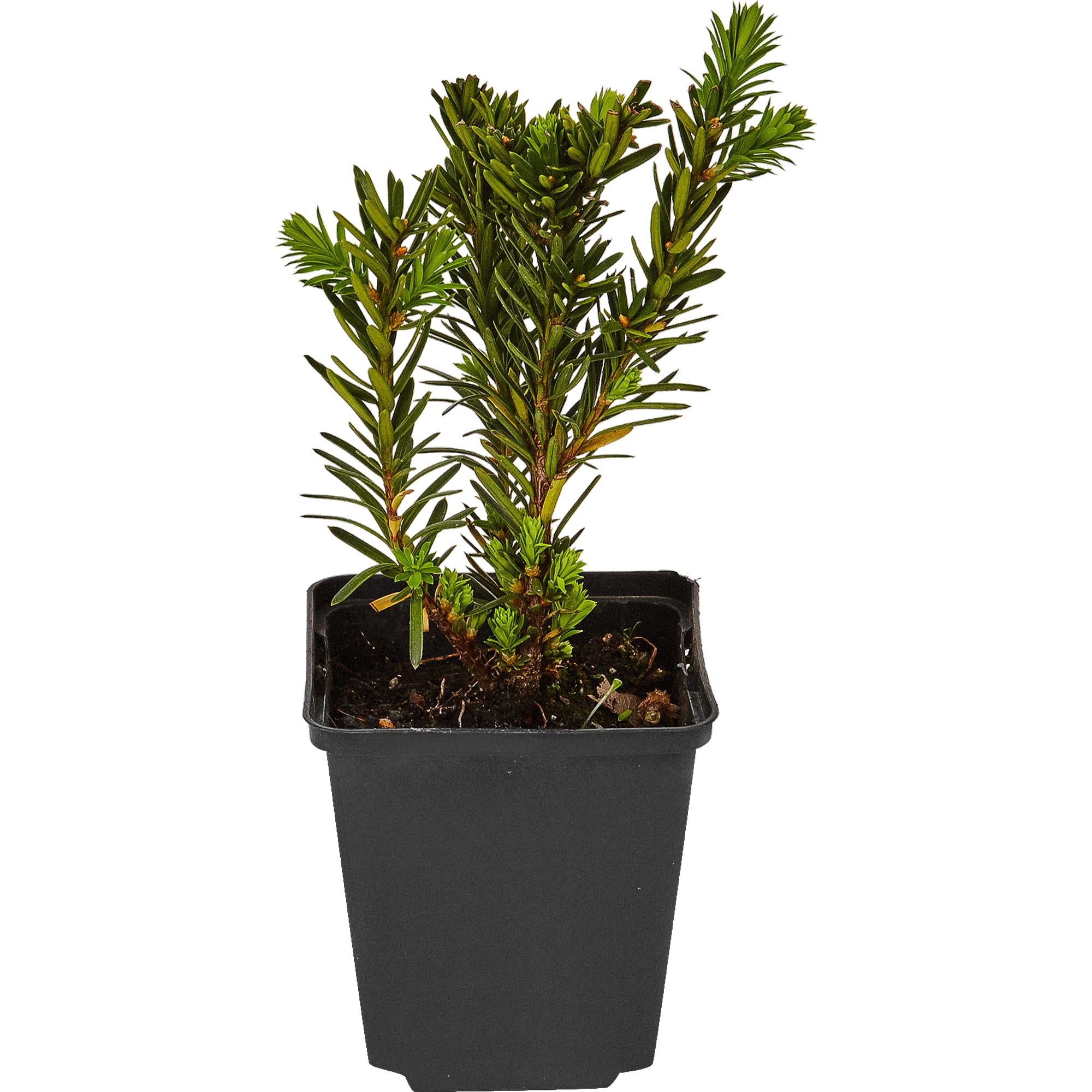 82601621 Тисс средний «Селекции Кордес» 9x20 см Santreyd 