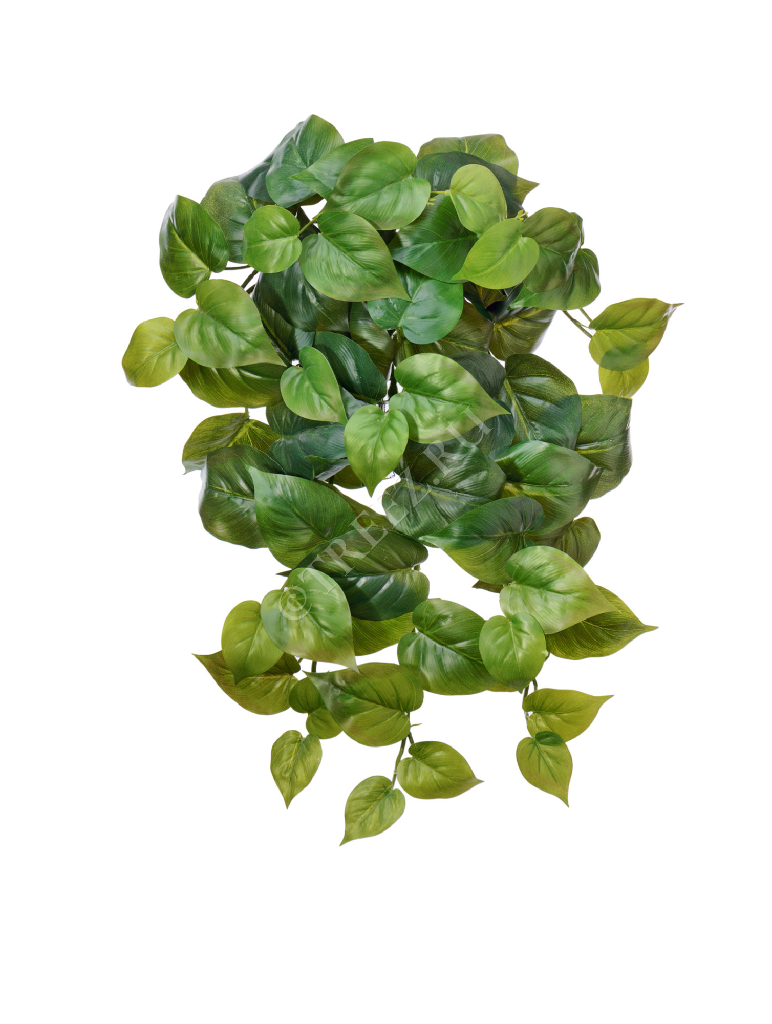 20.1381M Филодендрон крупнолистный ампельный средний Цветочная коллекция 