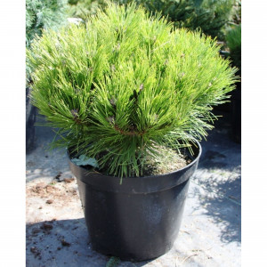 82601677 Сосна горная «Варелла» 23x40 см