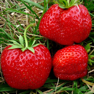 82596905 Земляника садовая «Юния Смайдс» C2