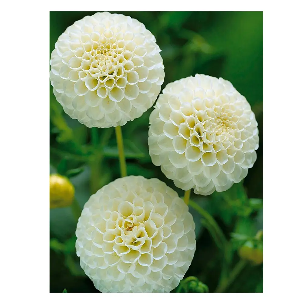 Георгина «Snowflake I» GEOLIA STLM-2140742