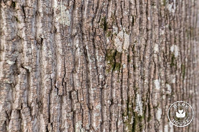 Freund GmbH Обивка из коры тополя Nature sun-id-1388912 - Вид №10