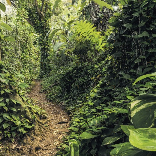 SH072-VD4-Path-of-Dreams Фотообои Komar Stefan Hefele 2.5х4 м SH072VD4PATHOFDREAMS