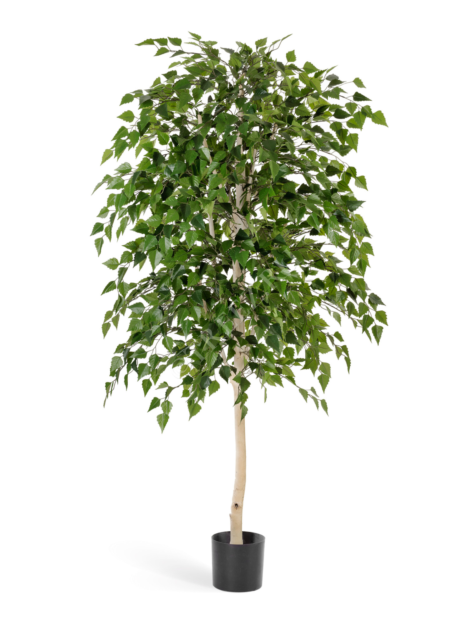 10.57807N Берёза натуральная Цветочная коллекция 