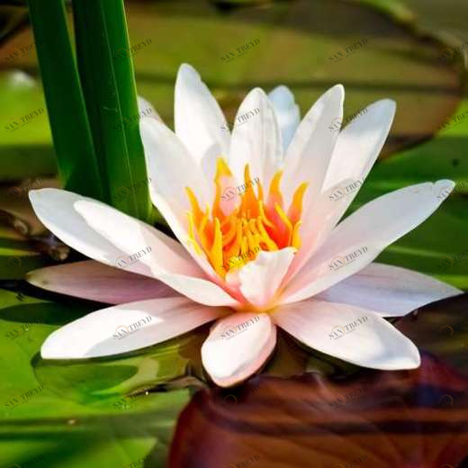 WP02097 Фотообои Verol Фотообои decoline 1х1 м