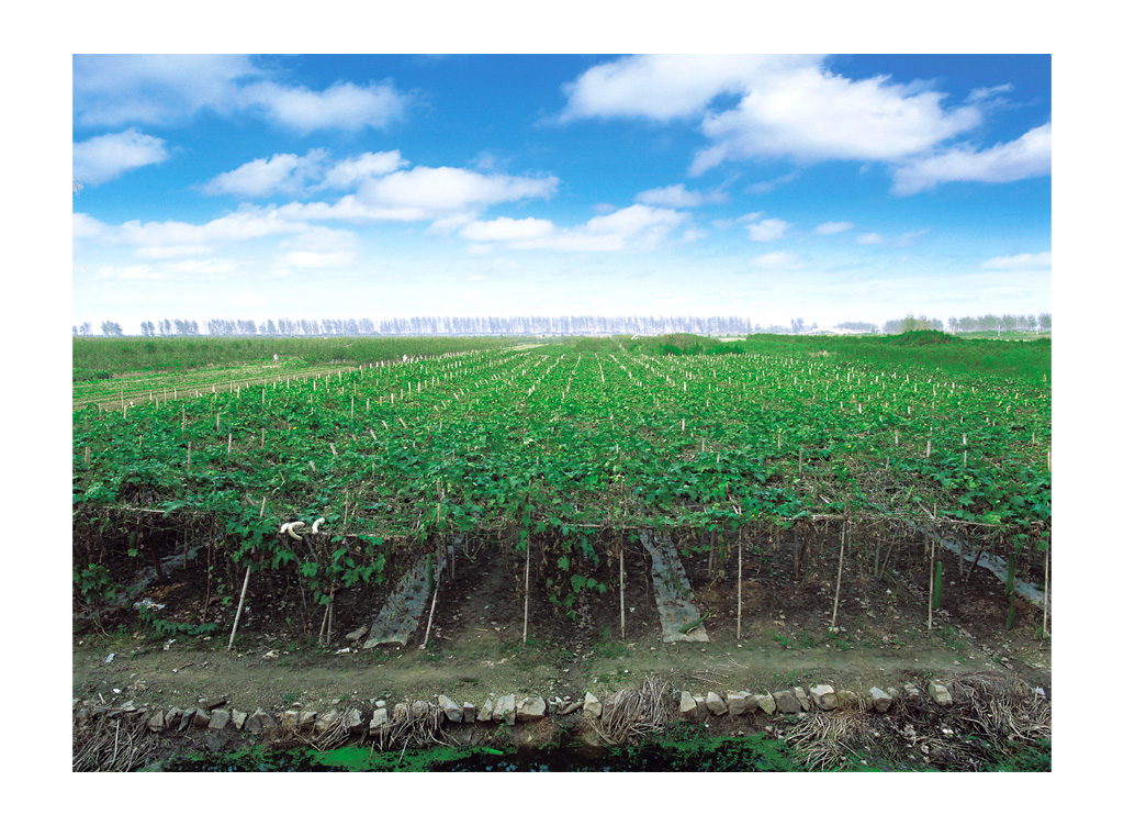 253530 Люффа огурец Buerstenwelt  - Вид №3