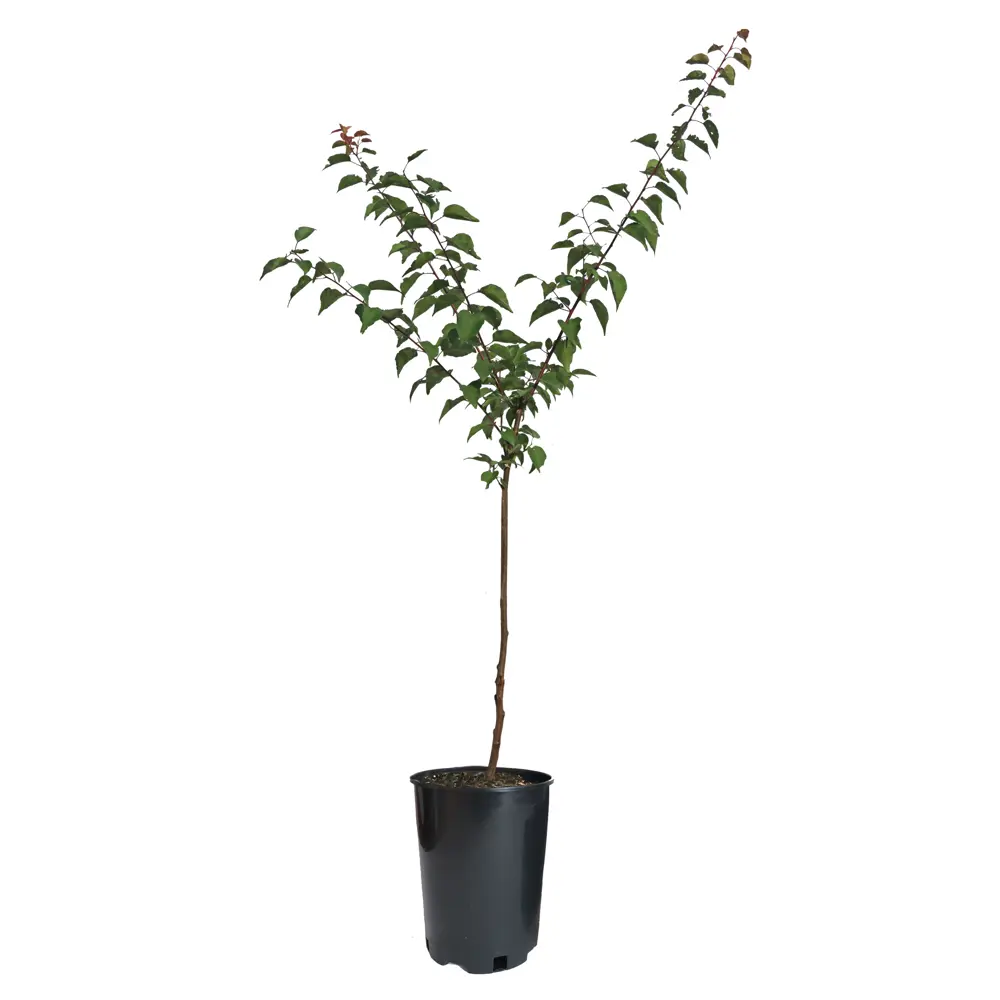 Абрикос Алешенька пакет PLANTMARKET STLM-2073248 - Вид №1