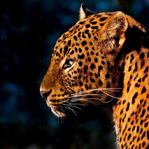 WP02260 Фотообои Verol Фотообои decoline 1х1 м