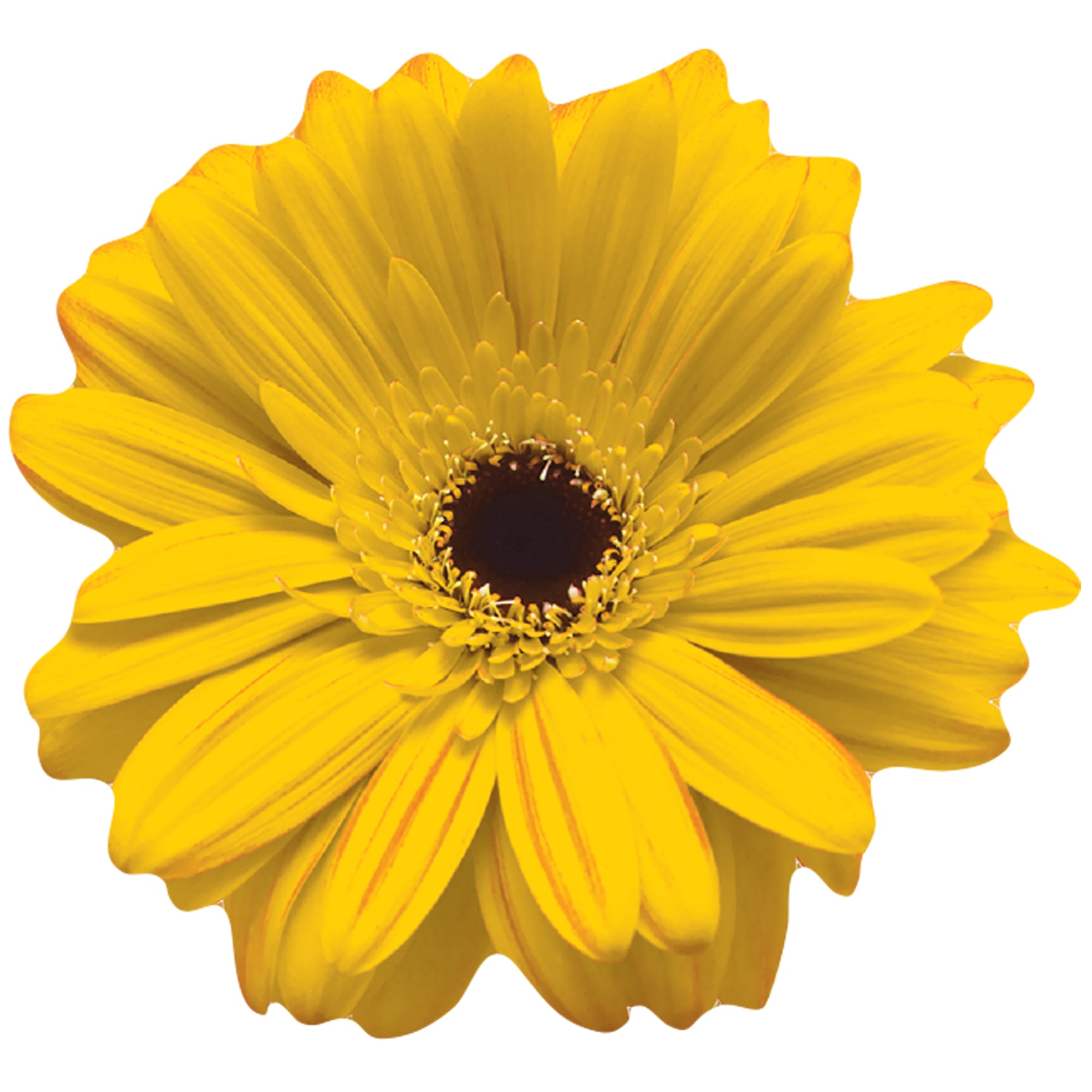 82550381 Наклейка «Луговые цветы» 17х23 см Santreyd  - Вид №1