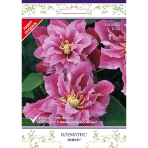 83431378 Клематис крупноцветковый Пиилу h15 см STLM-0961189