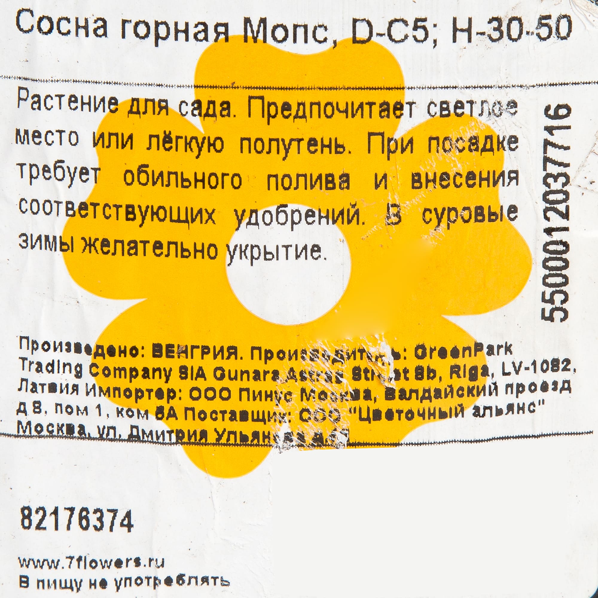 82176374 Сосна горная «Мопс» 5 л 30-50 см Santreyd  - Вид №1