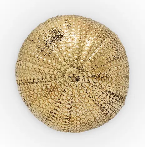 OC2026 Urchin PULLCAST Ocean Collection  - Вид №1