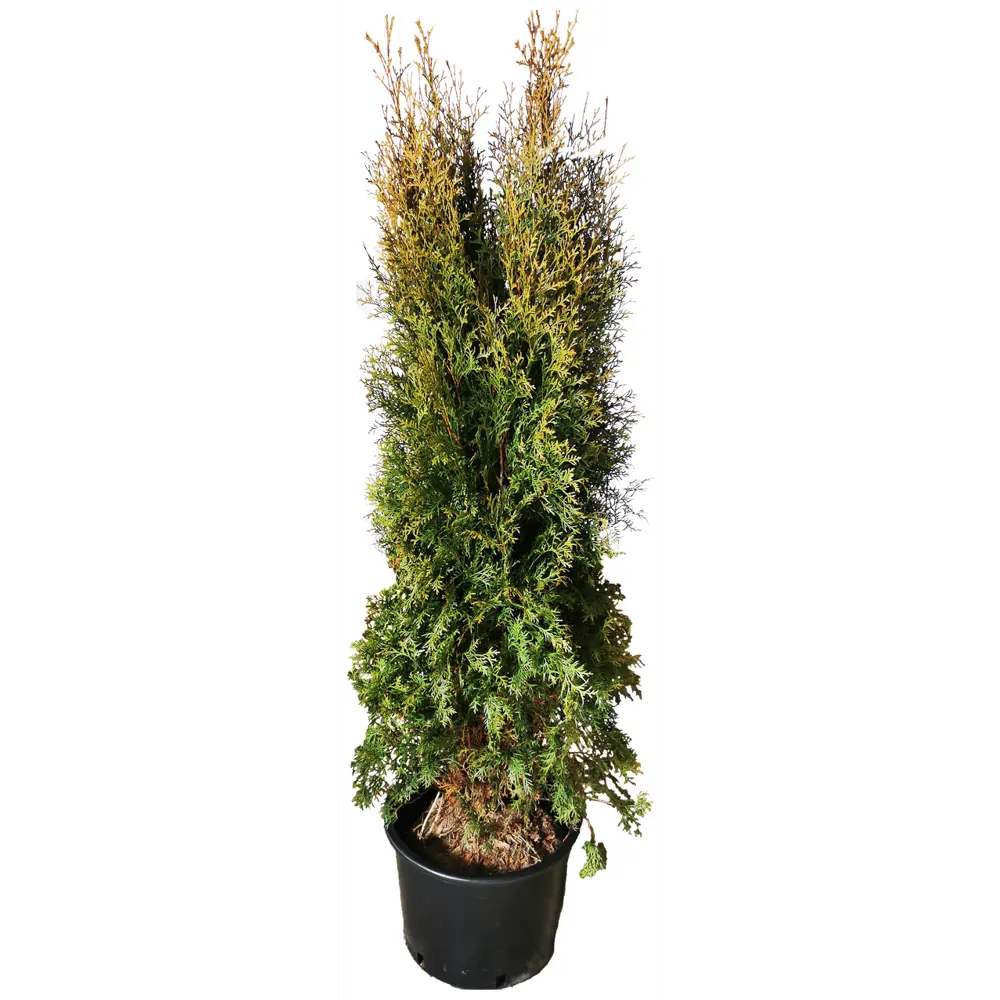 Туя западная Пирамидалис h160 см - хвойное растение для ландшафтного дизайна 84506308 МОНБЛАН STLM-1572205