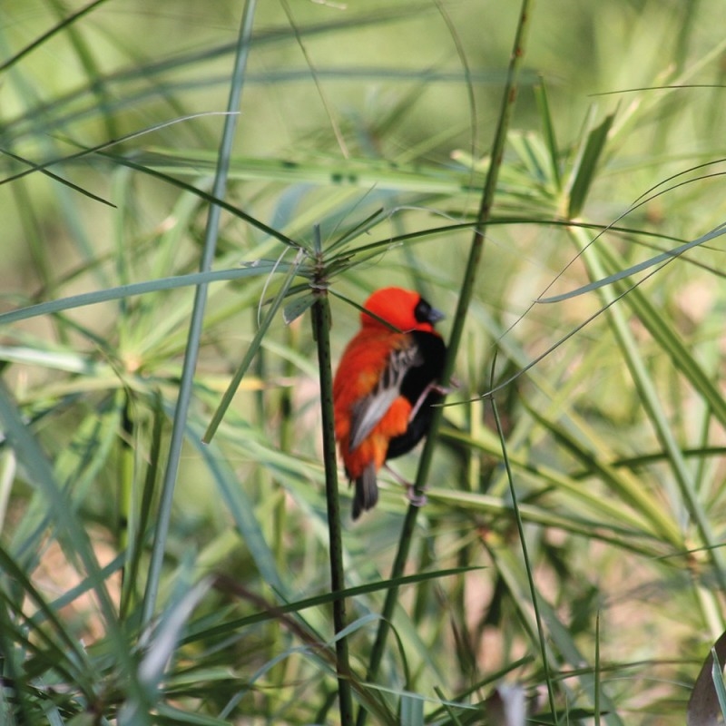 1298/CX38 Картина 1218 Adriani e Rossi  - Вид №4