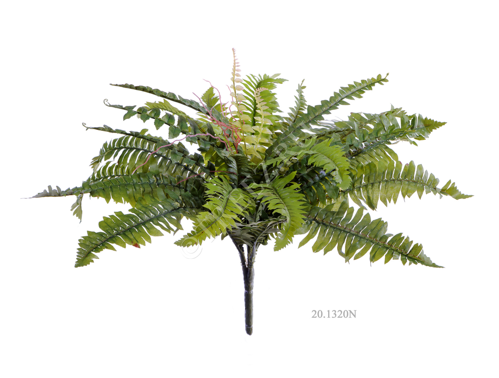 20.1323N Папоротник Бостон Цветочная коллекция  - Вид №1