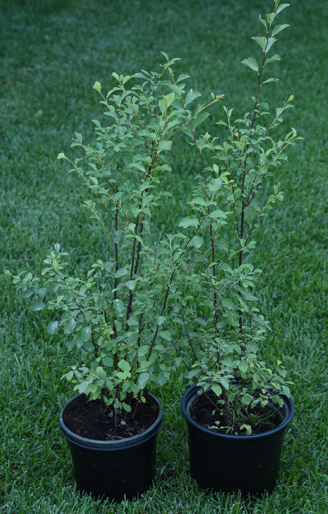 Спирея Ван-Гутта - цветущий кустарник для сада 84815585 Santreyd STLM-0055570