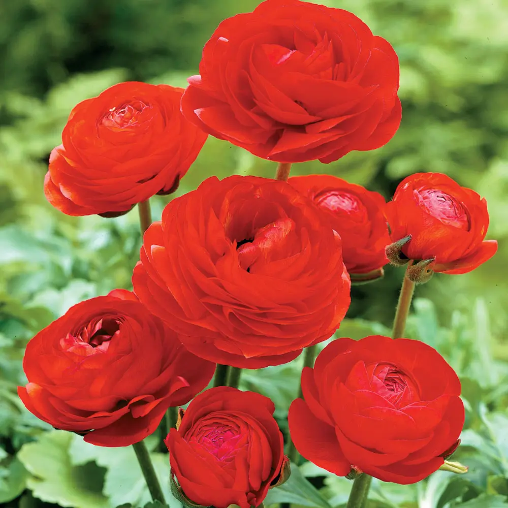 Ранункулюс Red 5/6 (10) Geolia 15550718 STLM-2163127 