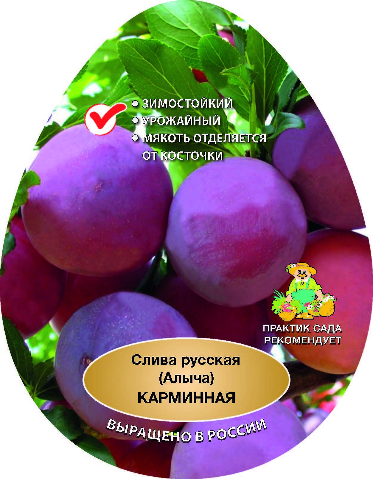 87737951 Слива русская Карминная сетка h200 см STLM-0075448 Santreyd