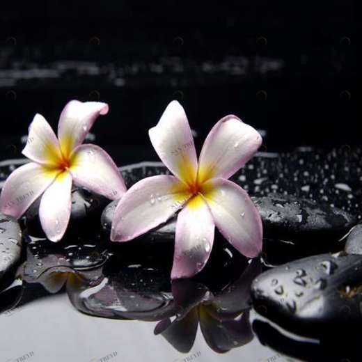 WP02406 Фотообои Verol Фотообои decoline 1х1 м