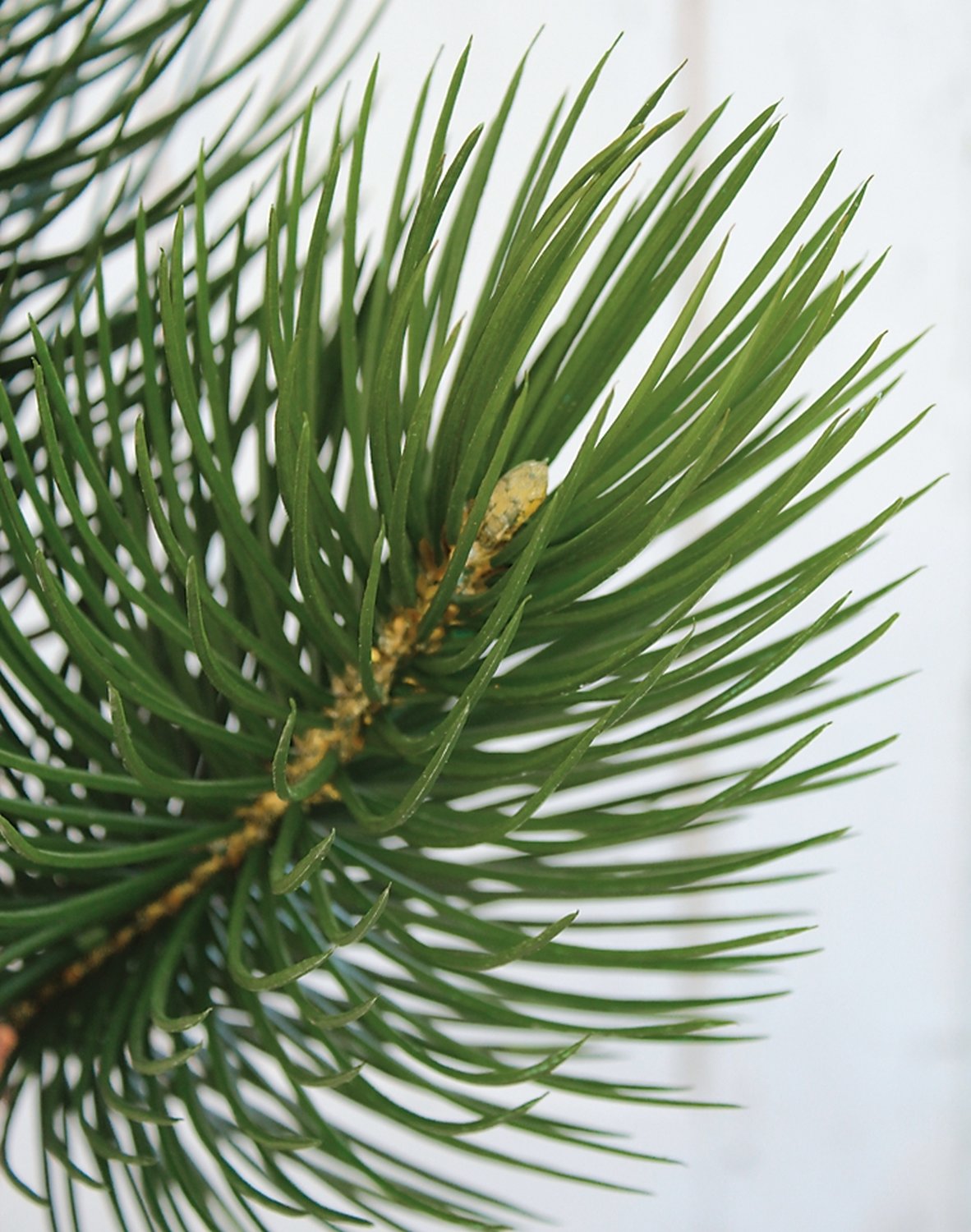 1885 883 a3 Искусственная веточка, 107 см, зеленая H-andreas 