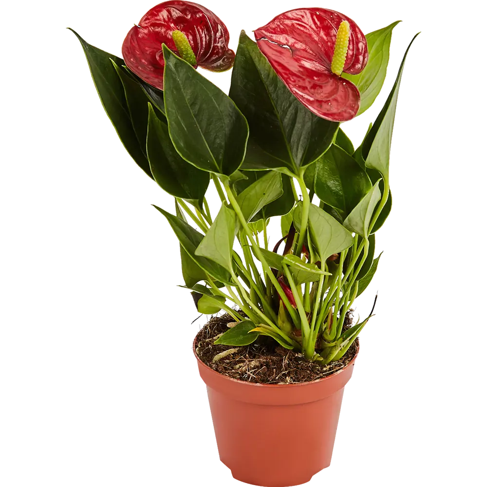 Santreyd Антуриум Андреанум - тропическое украшение интерьера с разноцветными соцветиями 82579979 STLM-0030549