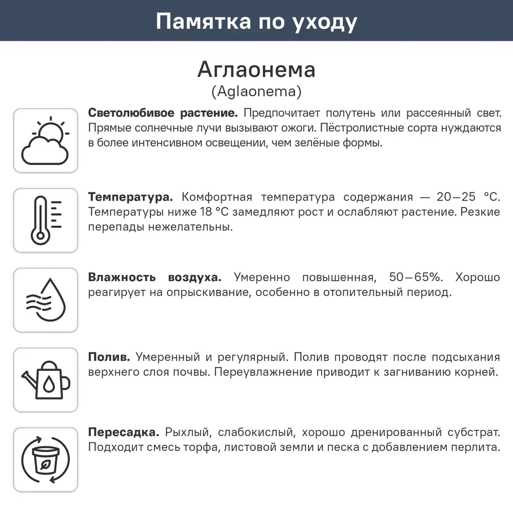 Аглаонема Бьюти ø10.5 h25 см 89447108 STLM-2156872 ГОРКУНОВ  - Вид №2