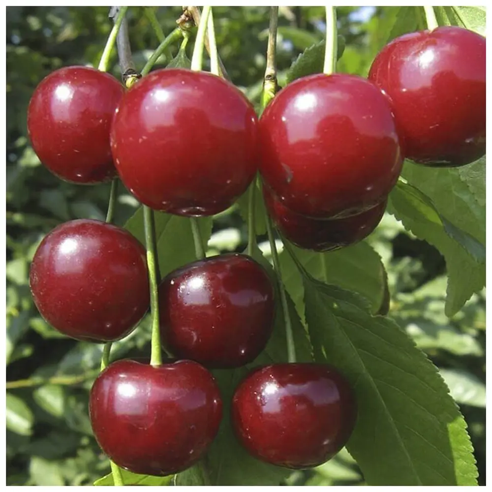 Дюк Краса севера ø22 h120 см 89365296 STLM-2194945 PLANTMARKET 