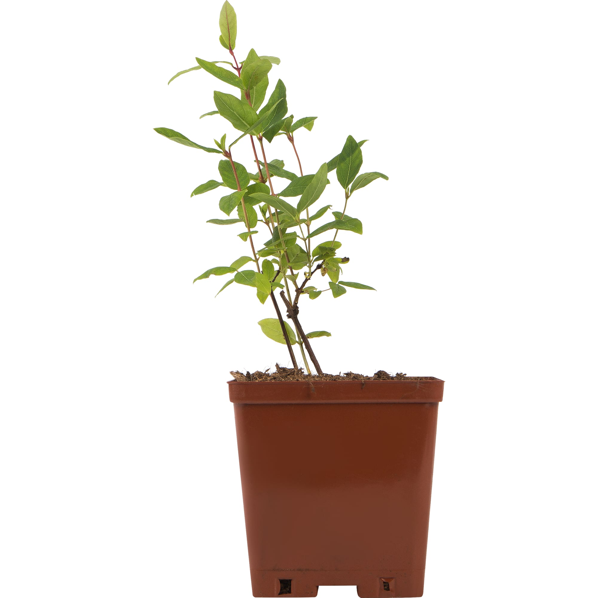 82597074 Жимолость плодовая «Морена» C3 высота 50 см Santreyd 