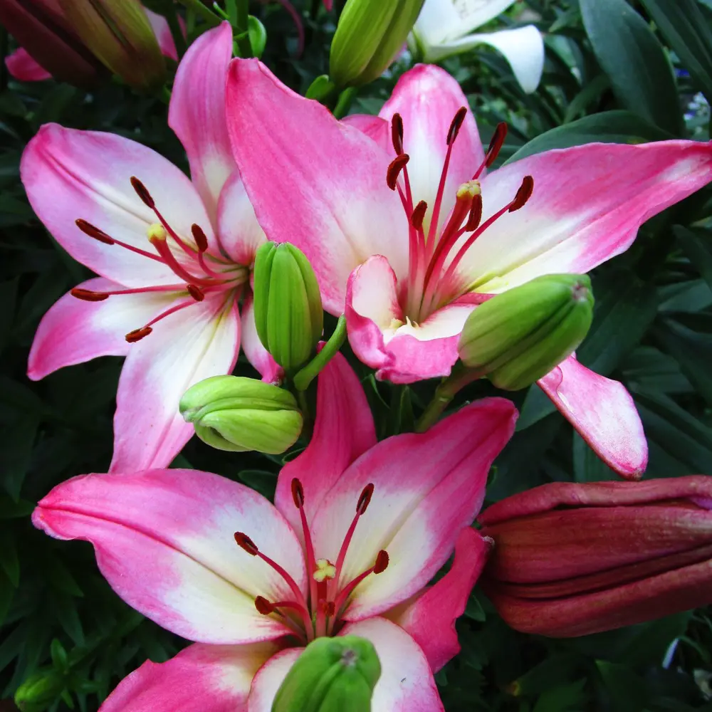 Лилия Lollypop 12/14 (1) Geolia STLM-2079121