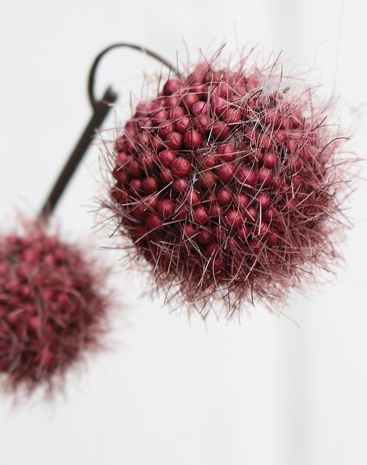 5549 490 a3 Фруктовая ветка гомфокарпус, 60 см, красно-черная H-andreas  - Вид №1