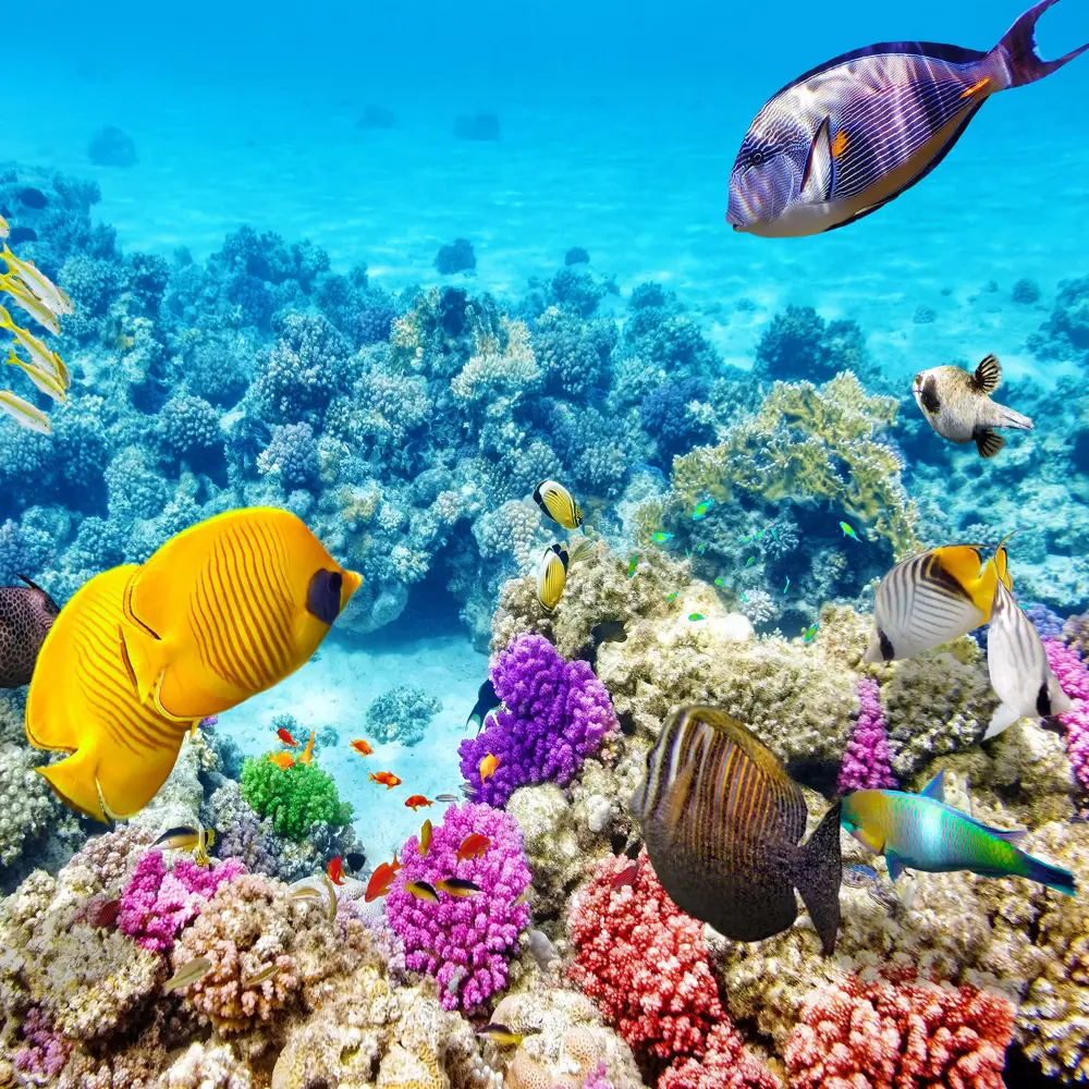 Фотообои флизелиновые Подводный мир 200x200 см МОСКОВСКАЯ ОБОЙНАЯ ФАБРИКА Malex factory STLM-2178026
