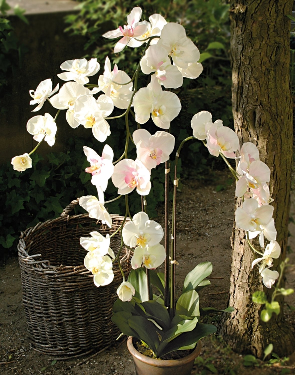 2483 755 a3 Искусственная орхидея Phalaenopsis, горшечная, 115 см, бежево-розовая H-andreas 