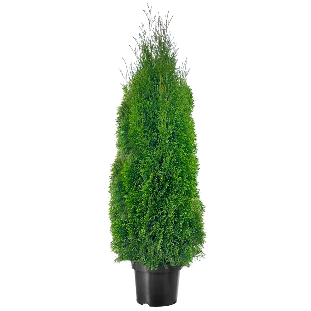 Santreyd Туя западная Смарагд - вечнозеленый хвойный акцент для сада 85478028 STLM-1507845