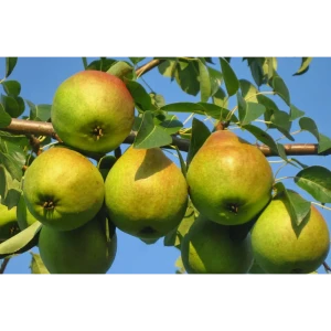 Груша Осенняя Яковлева ø22 h120 см