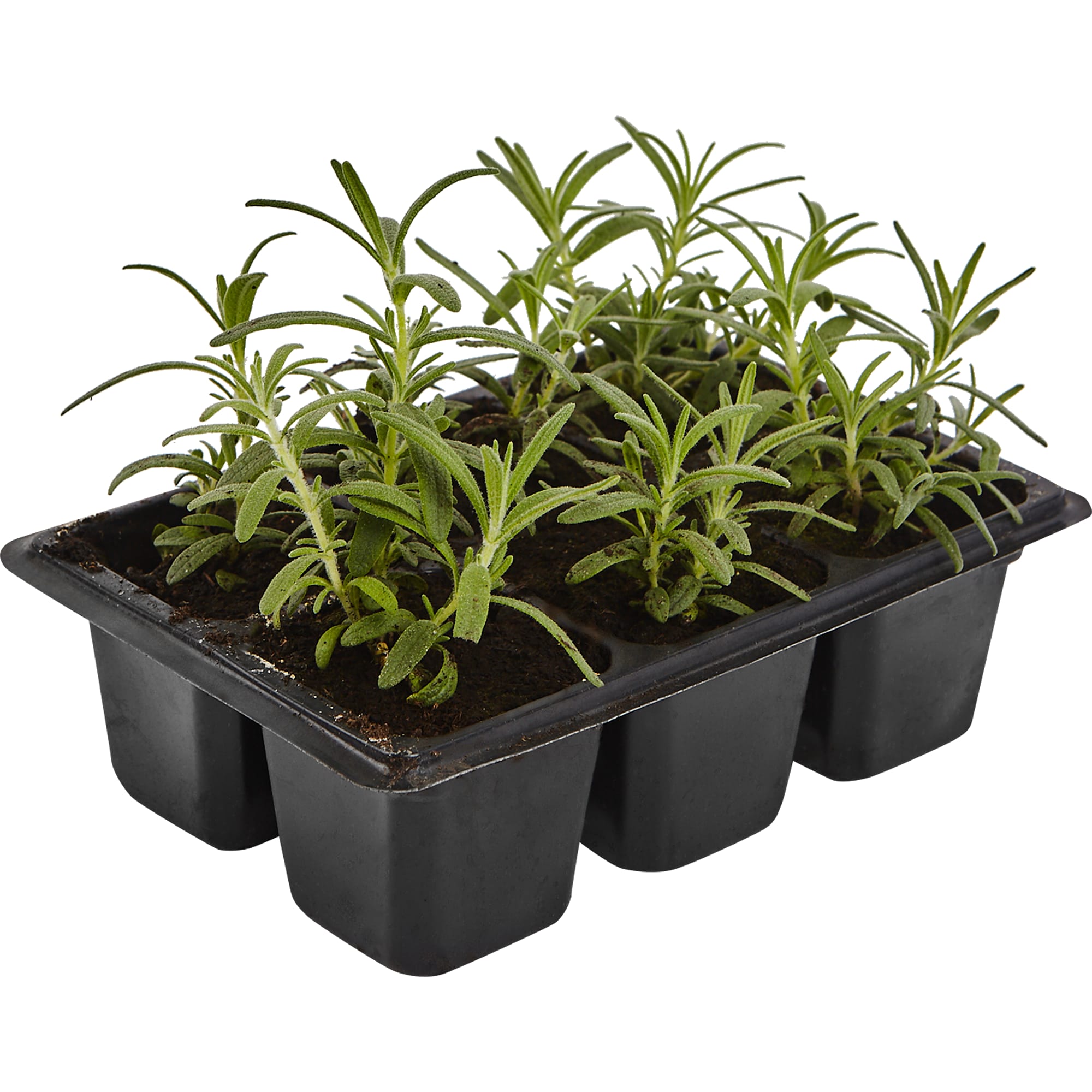 82585484 Розмарин в кассете, 6 шт Santreyd  - Вид №2