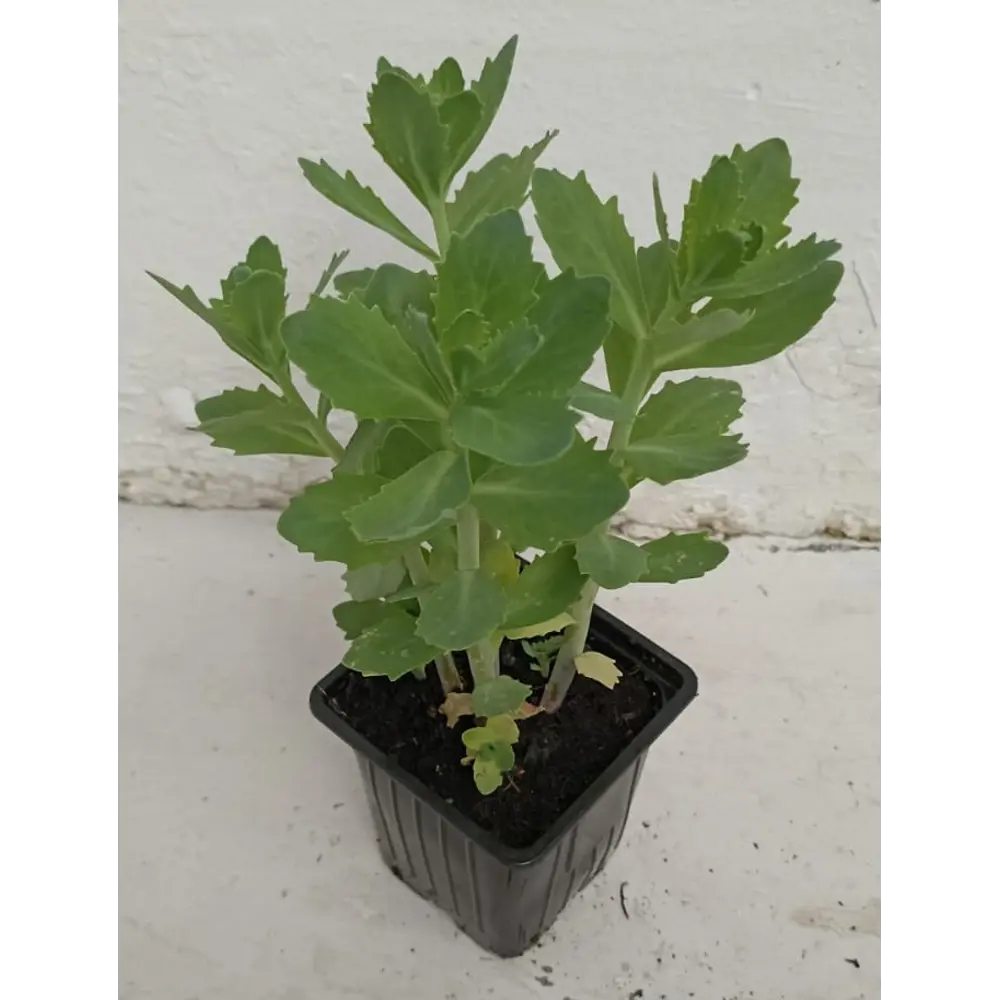 Santreyd Очиток гибридный - многолетний суккулент для рокариев и миксбордеров 89372787 STLM-0961925