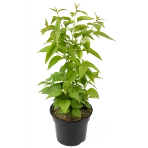 Сирень Надежда Santreyd - цветущий кустарник с лиловыми соцветиями 84841640