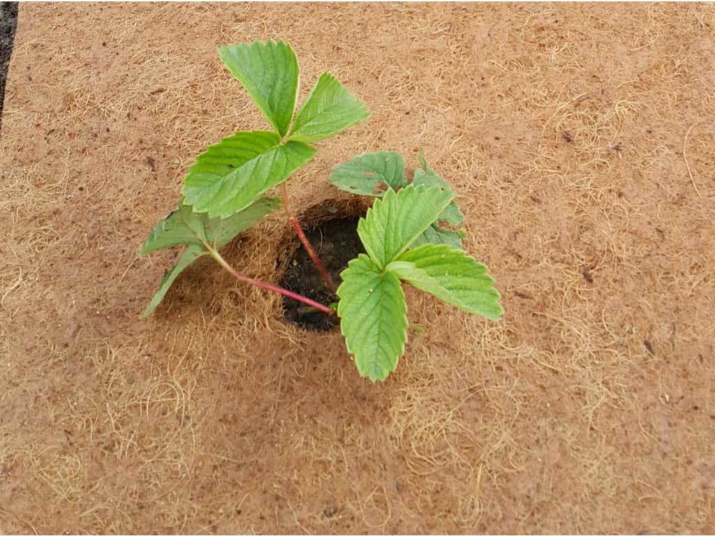 Круг приствольный Мульчаграм 30 см, комплект - 5шт ГеоПластБорд GPBST-234 - Вид №10