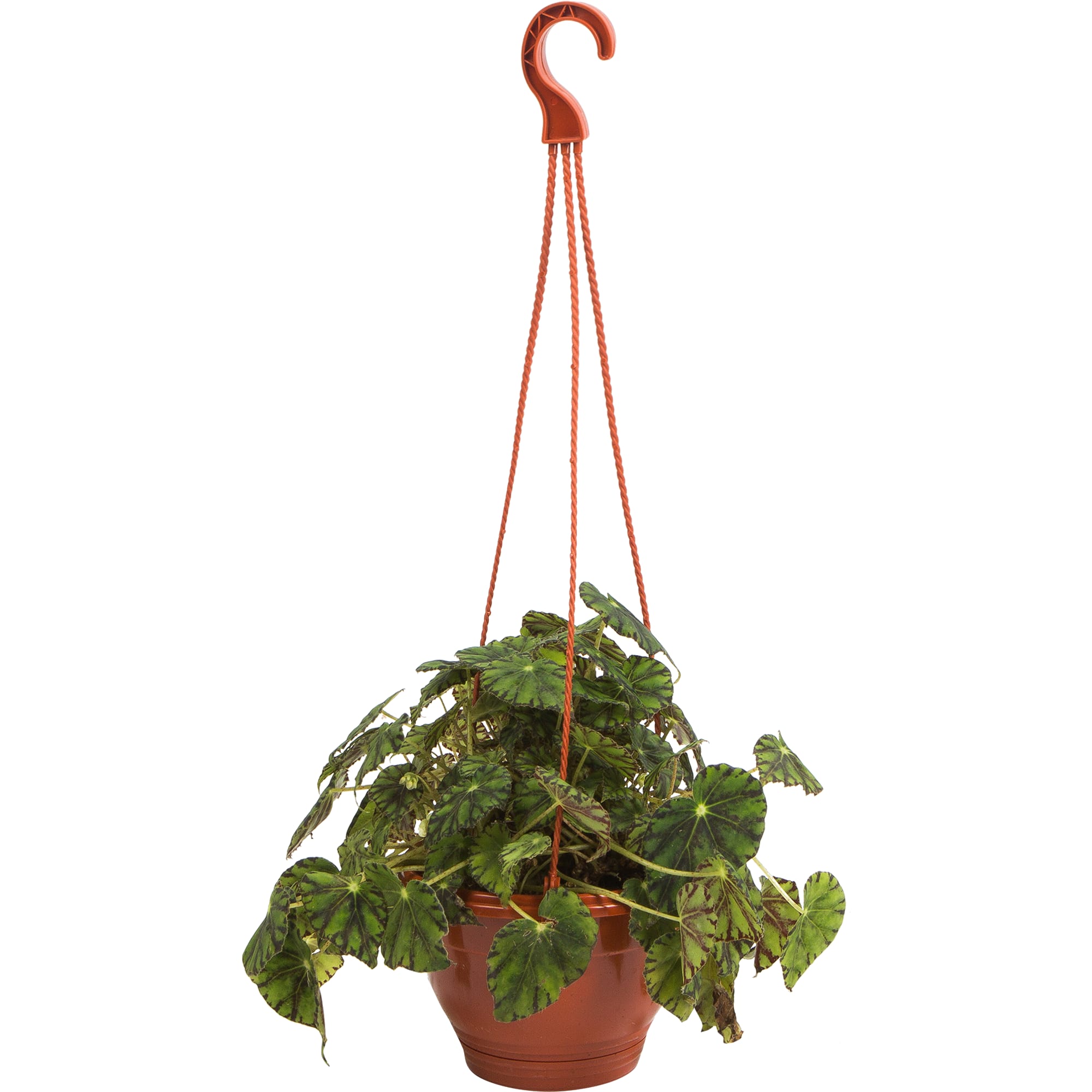 82941543 Бегония Боуэра 16x20 см Santreyd 