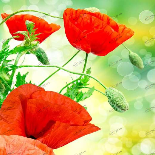 WP00180 Фотообои Verol Фотообои decoline 1х1 м