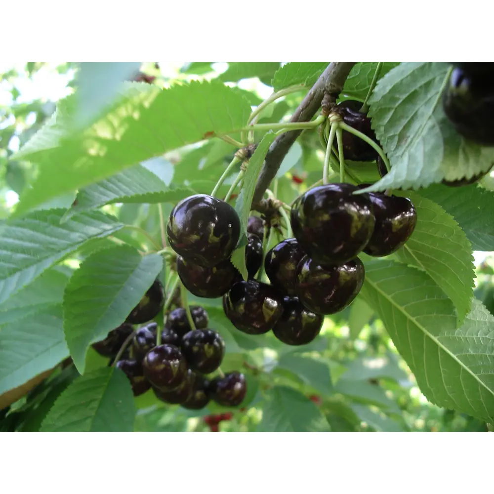 Дюк «Кормилица» 24x80 см PLANTMARKET STLM-2102216 - Вид №2