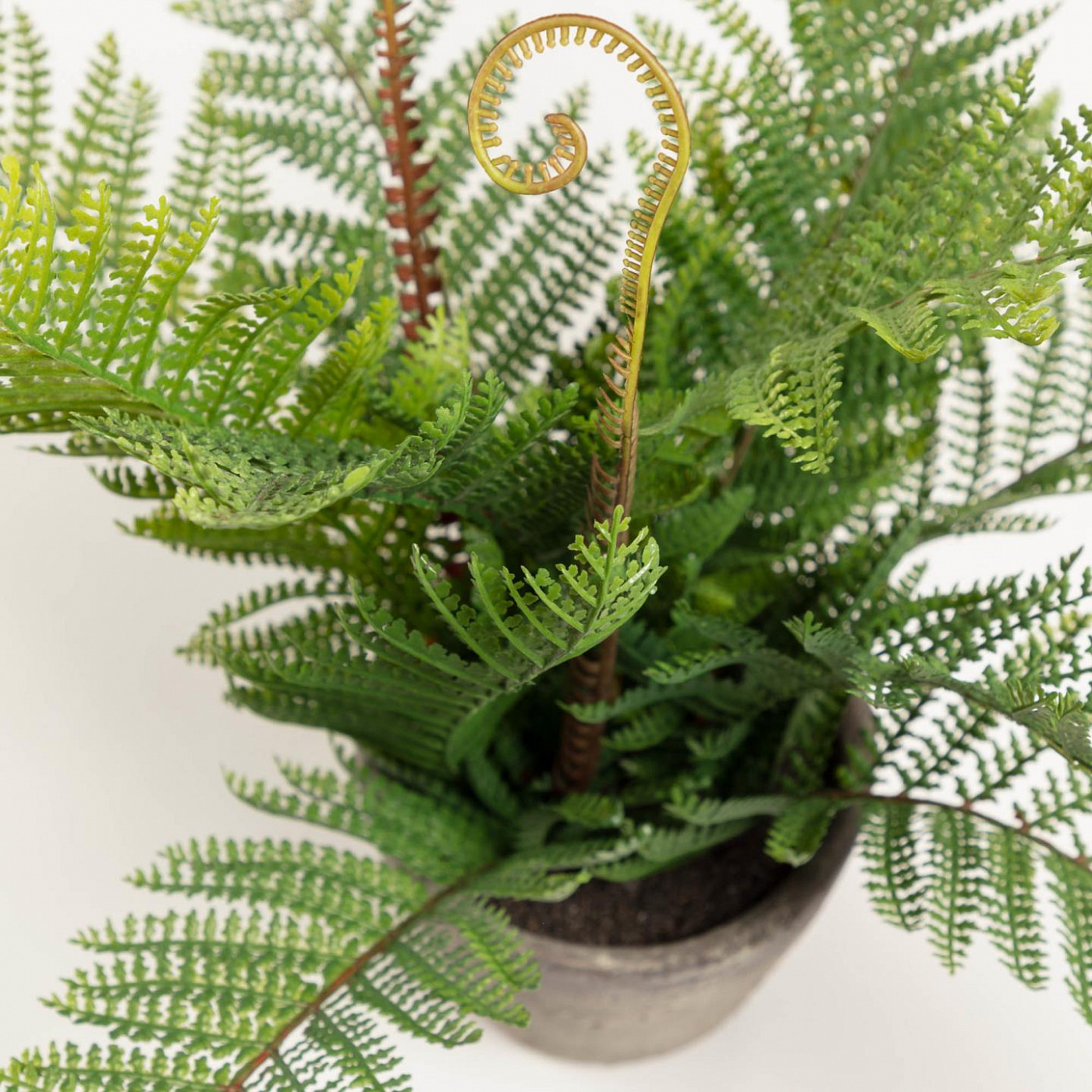 081754 Flower Искусственный папоротник в горшке из цемента 35см La Forma Filicopsida  - Вид №1