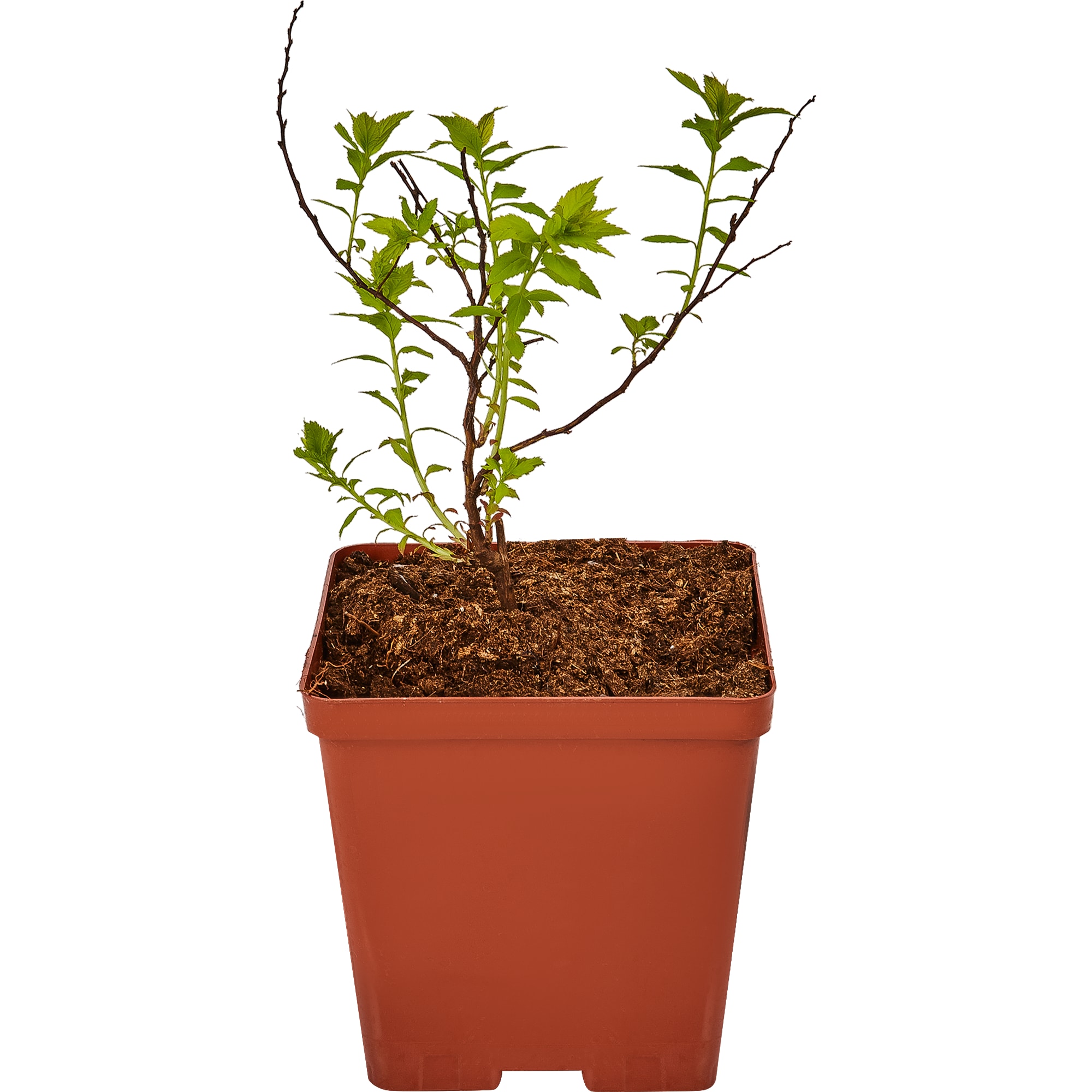 18321187 Спирея «Голдфлэйм С1», 20 см Santreyd  - Вид №2