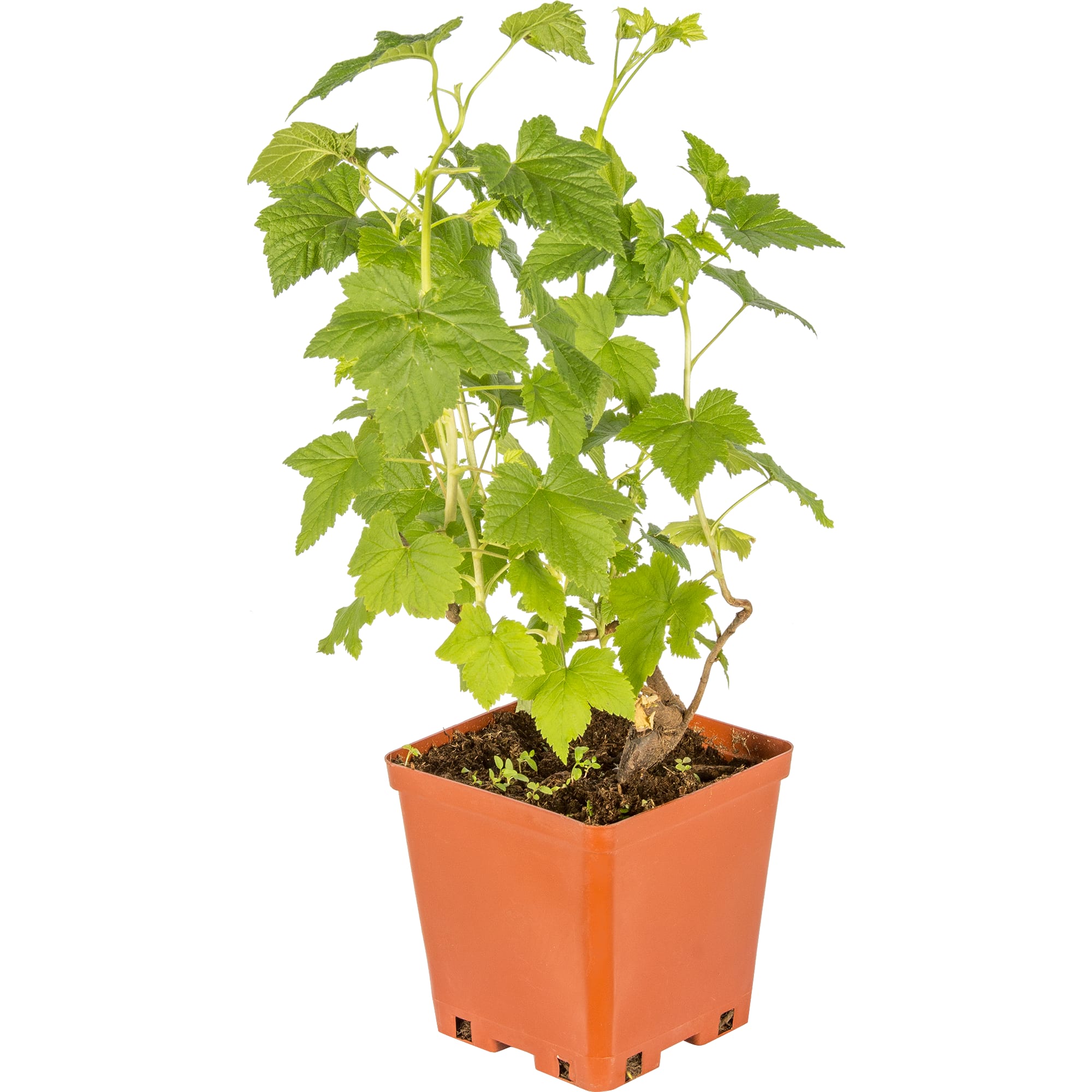 81954949 Смородина чёрная С2 «Гуливер» h40 Santreyd 