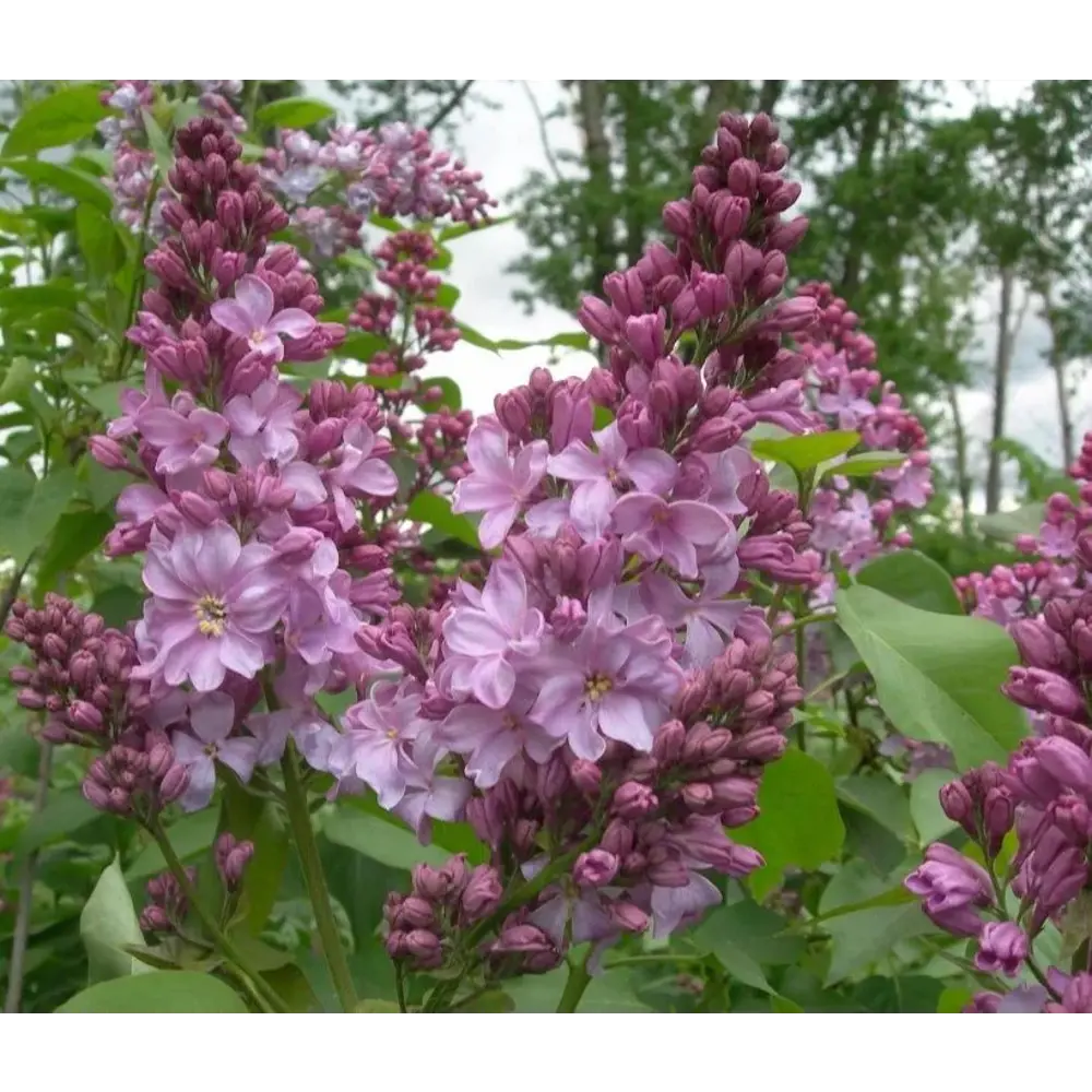 PLANTMARKET Сирень Маршал Бирюзов - саженец с бирюзовыми соцветиями 89365248 STLM-0952545